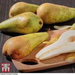 Premium Patio Standard Collection -Orchard Lane Shop Conference