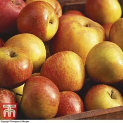 Britains Favourite Apple Tree Collection 9 Britains Favourite Apple Tree Collection -Orchard Lane Shop Coxs Orange Pippin