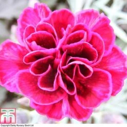 Dianthus 'Odessa Red' -Orchard Lane Shop DIAN T80274 A