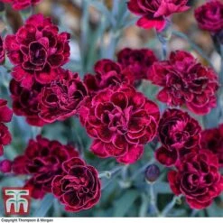 Dianthus 'Odessa Red' -Orchard Lane Shop DIAN T80274 B