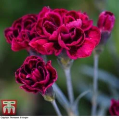 Dianthus 'Odessa Red' -Orchard Lane Shop DIAN T80274 E
