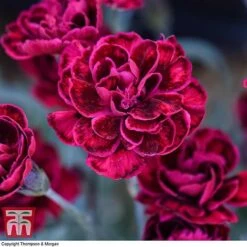 Dianthus 'Odessa Red' -Orchard Lane Shop DIAN T80274 F