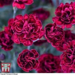 Dianthus 'Odessa Red' -Orchard Lane Shop DIAN T80274 G