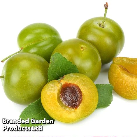 Gage 'Reine Claude Doree' 4 Gage 'Reine Claude Doree' - Image 2