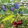 Cherry & Plum Duo (Mini Fruit Trees) 2 Cherry & Plum Duo (Mini Fruit Trees) -Orchard Lane Shop Duo8