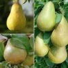 Pear 'Family Pear Tree' -Orchard Lane Shop FAMI DWW3681 A h
