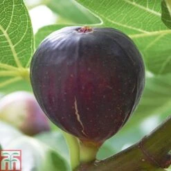 Fig 'Violette De Bordeaux' -Orchard Lane Shop FIG DWW4608 A h