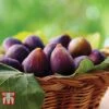 Fig 'Violette De Bordeaux' 2 Fig 'Violette De Bordeaux' -Orchard Lane Shop FIG DWW4608 B
