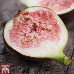 Fig -Orchard Lane Shop FIG KB0586 B