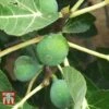 Fig 'Chelsea' (Standard) -Orchard Lane Shop FIG T56489 A