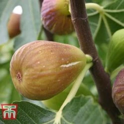 Fig 'Chelsea' (Standard) -Orchard Lane Shop FIG T56489 D