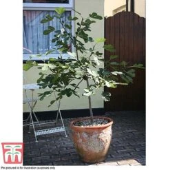Fig 'Chelsea' (Standard) -Orchard Lane Shop FIG T56489 E
