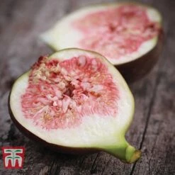 Fig 'Brown Turkey' Standard -Orchard Lane Shop FIGB CWW3243 B1