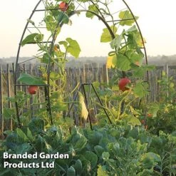 Circular Plant Growing Frame -Orchard Lane Shop FRAM LONDONEYE S41918