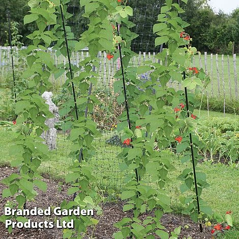 Haxnicks Pea & Bean Frame 3 Haxnicks Pea & Bean Frame