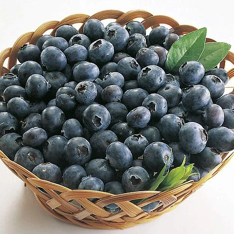 Blueberry 'Rubel' 3 Blueberry 'Rubel'