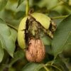 Walnut 'Europa' -Orchard Lane Shop FRNUT34060