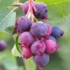 Saskatoon Berry -Orchard Lane Shop FRSAS34423