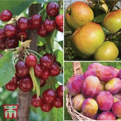 Favourite Fruit Tree Collection -Orchard Lane Shop FRUI KA7999 AA NOW