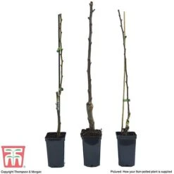 Fruit Tree Collection (Mini Fruit Tree) 14 Fruit Tree Collection (Mini Fruit Tree) -Orchard Lane Shop FRUI T69446P F1