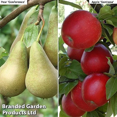 Fruit Tree Duo 3 Fruit Tree Duo