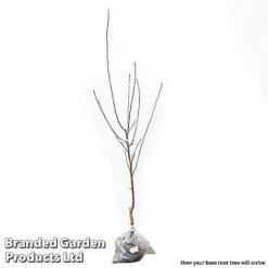 Fruit Tree Duo 5 Fruit Tree Duo -Orchard Lane Shop FRUIT DUO2