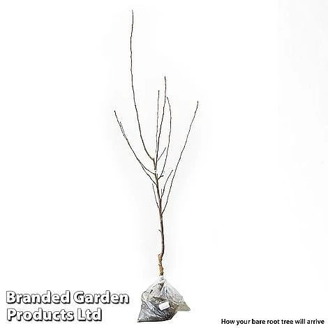 Fruit Tree Duo 4 Fruit Tree Duo - Image 2