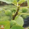 Green Fig