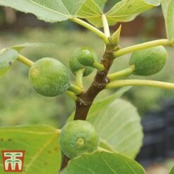 Mediterranean Fruit Collection -Orchard Lane Shop Fig21