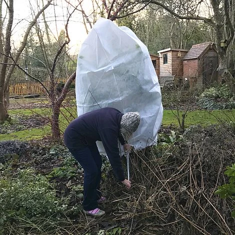 Ultimate Protection 50GSM Frost Fleece Plant Jacket - 2m Wide X 2.5m High 4 Ultimate Protection 50GSM Frost Fleece Plant Jacket - 2m Wide X 2.5m High - Image 2