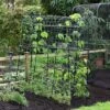 Garden Gear Pea & Bean Tunnel 1.8 X 1.8m -Orchard Lane Shop G4460 PEATUNNEL 2