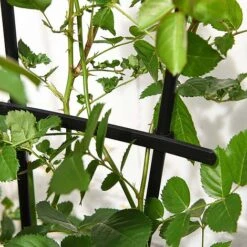 Garden Gear 1.2-Metre Fan Trellis -Orchard Lane Shop G447320TREL FANGARDEN203202000x2000