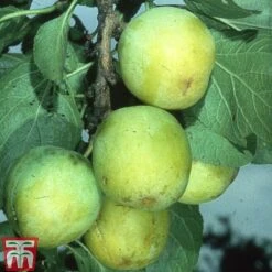 Gage 'Reine Claude D´Oullins' -Orchard Lane Shop GAGE TKA1901 A