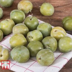 Gage 'Reine Claude D´Oullins' -Orchard Lane Shop GAGE TKA1901 B