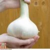 Elephant Garlic (Spring/Autumn Planting) -Orchard Lane Shop GARL ZWW4036 A h