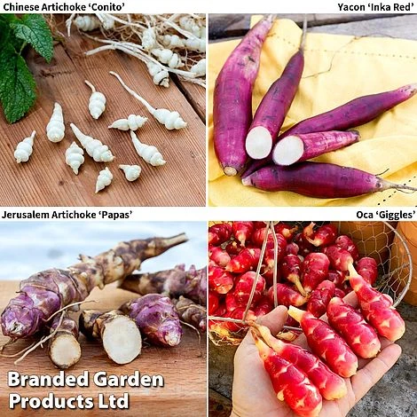 Gourmet Roots Collection -Orchard Lane Shop GOUR KC4745