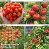 Tomato Collection (Grafted) -Orchard Lane Shop GRAFT TOM COL