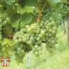 Grape 'Phoenix' -Orchard Lane Shop GRAP CWW3248 B