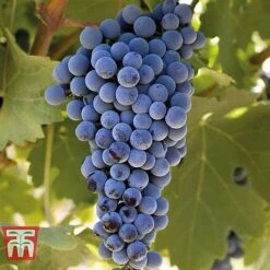 Grape 'Cabernet Sauvignon' -Orchard Lane Shop GRAP KA3700 B