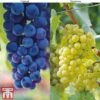 Grape Duo -Orchard Lane Shop GRAP KB1635 A