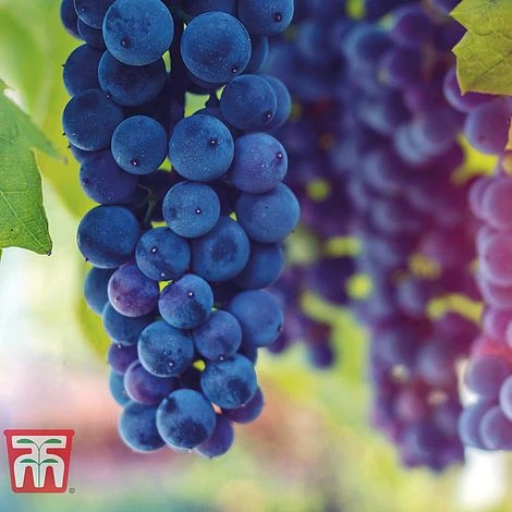 Grape Duo 4 Grape Duo - Image 2