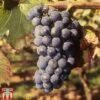 Grape 'Regent' -Orchard Lane Shop GRAP TKA1989 A