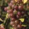 Grape 'Fragola' -Orchard Lane Shop GRAP TKA1991 A