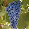 Grape 'Cabernet Franc' -Orchard Lane Shop GRAP TKA3698 B