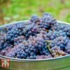 Grape 'Cabernet Sauvignon' -Orchard Lane Shop GRAP TKA3700 B