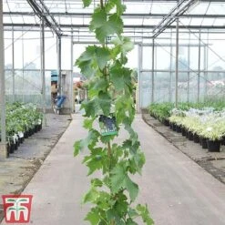 Grape 'Muscat Hamburg' -Orchard Lane Shop GRAP TKA3708 A