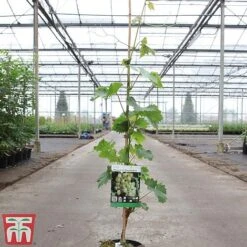 Grape 'Muscat Of Alexandria' -Orchard Lane Shop GRAP TKA3710 A