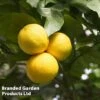 Grapefruit Plant -Orchard Lane Shop GRAPEFRUIT KC5367 A