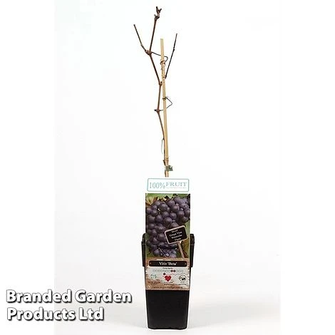 Grape 'Beta' 3 Grape 'Beta'