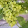 Grape (Vitis) 'Polo Muscat' -Orchard Lane Shop GRAP LAKEMONT L34286 KB2587